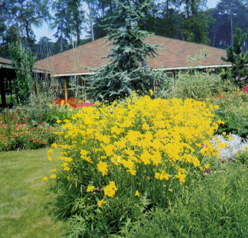 Coreopsis grandiflora — красивый многолетник, популярен главным образом потому, что у него длительный период цветения, а цветы его пригодны на срезку. Растет на солнечных, теплых местах, на плодородной средневлажной почве. Используется на грядках и в смешанных группах многолетников 
