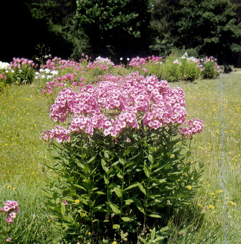 Многолетний флокс находит самое широкое и многостороннее применение в саду. Благодаря высоким прямостоячим стеблям и яркой окраске цветов он используется как в одиночных посадках, так и в крупных и небольших группах многолетников. Флокс сажают рядами или в ковровых посадках низкорослых многолетников, где он красиво контрастирует с остальными растениями