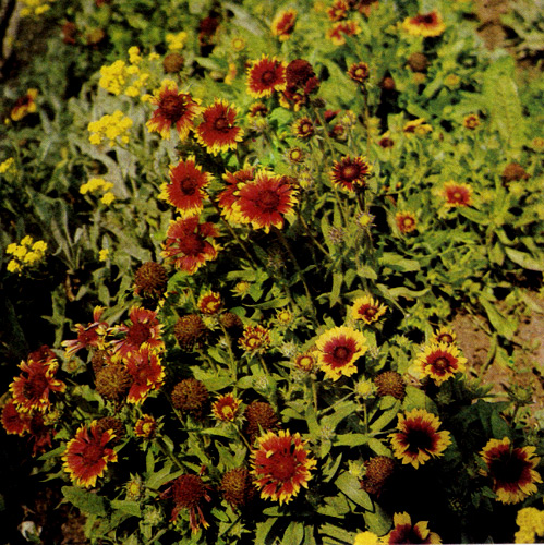Gaillardia grandiflora 'Fackelschein' — необычайно долгоцветущий многолетник. Используют в рабатках, групповых посадках многолетников и на срезку. В конце лета растения необходимо обрезать, чтобы они перезимовали, а на следующий год — снова обильно зацвели 