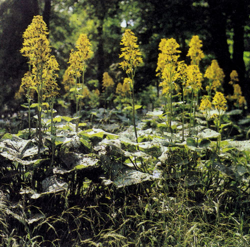 Ligularia×hessei — крупное высокорослое многолетнее растение (150—180 см) с декоративными листьями и цветами в кистевидных, поднятых вверх соцветиях. Используют в одиночных посадках или в небольших группах, в основном, возле водоемов 