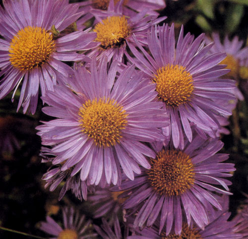 Aster alpinus — ценный многолетник с многосторонним использованием. Существует множество сортов с разнообразной расцветкой. Используют в альпинариях, в расселинах, живых изгородях (чаще всего в верхней части), в бордюрах, природных группах многолетников и на срезку 