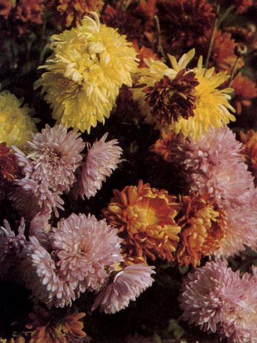 Chrysanthemum×hortorum — обычно последние цветы в саду, которые цветут до самой глубокой осени. Расцветка цветков хризантем весьма разнообразна и многогранна. Цветут постепенно до самых заморозков