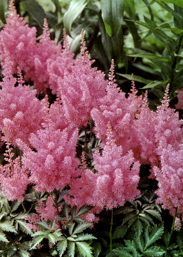  Astilbe chinensis 'Finale' — отличный современный сорт астильбы, хорошо растущий в полутени сада. Его используют в рабатках, на клумбах, альпинариях и в больших однородных группах многолетников. Многолетник очень красив и на природных участках, особенно около водоемов, речек, ручейков, где его высаживают большими группами 