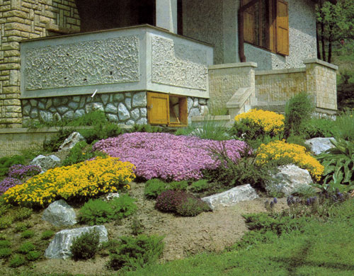  Яркая окраска весенних многолетников, посаженных около дома, непрерывно меняется, создавая вокруг атмосферу весенней свежести. Особенно красивы ковры низкого ползучего флокса (Phlox subulata) и большие кусты алиссума (Alyssum saxatile), усыпанные цветами 