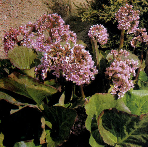  Bergenia cordifolia — скромный, устойчивый вечнозеленый многолетник с большими кожистыми листьями. Он декоративен на протяжении круглого года. Используется в рабатках в групповых посадках многолетников, на клумбах, в альпинариях, в миксбордерах перед древесными насаждениями, возле водоемов 