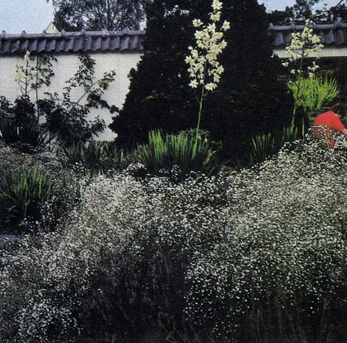 Качим метельчатый, или перекати-поле (Gypsophila paniculata), относится к числу широко распространенных и весьма популярных многолетников в саду. Мелкие, обильно покрывающие стебли цветы этого растения красиво дополняют срезанные цветы в вазах. Качим используется и в групповых посадках среди других высокорослых многолетников. Цветы качима метельчатого покрывают, словно тончайшая вуаль, листву, украшая весь сад с июля до сентября 