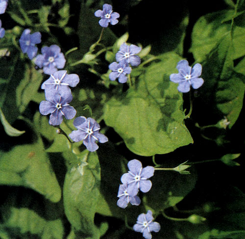 Omphalodes verna — тенелюбивый многолетник с красивыми цветками, подобными незабудке. Он покрывает весь участок почвы, поэтому пригоден для озеленения или оживления затененных мест в саду и в альпинариях 