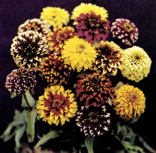 Цинию (Zinnia angustifolia) цветоводы любят за то, что у нее длительный период цветения: она расцветает в начале июня, продолжая цвести до самых первых заморозков. Циния (Zinnia angustifolia 'Persian Carpet') — красиво цветущий сорт, который растет на солнечных участках с проницаемой почвой. В начале развития требует обильного полива