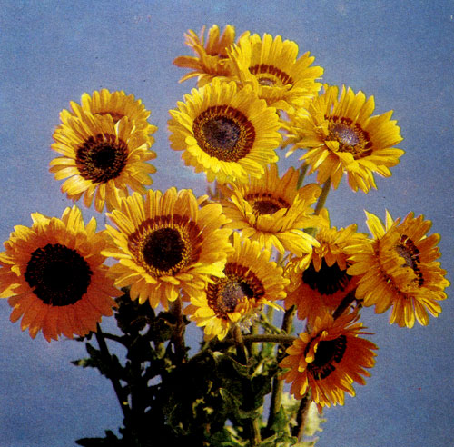 Оранжевая венидия (Venidium fastuosum 'Orange') — интересное однолетнее растение родом из Африки. Активно реагирует на солнечный свет — ее цветы поворачиваются к солнцу. Особенно пригодна для срезки: в вазе не вянет в течение 5—7 дней. Растения высаживают отдельно и в кустах. Они прекрасно развиваются в солнечную сухую погоду и не переносят длительных дождей 