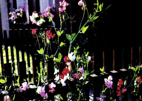 Для украшения изгородей, пергол и т. п. часто используют душистый горошек (Lathyrus odoratus 'Spencer'), который, разрастаясь, с июня до августа создает благоухающую живописную живую изгородь. Душистый горошек растет на почве, богатой питательными веществами, нуждается в обильном поливе в период роста. Место выращивания рекомендуется каждый год менять