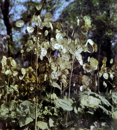  Очень красиво выглядит Lunaria annua и после того, как отцветает. Плоды — зеленые стручки необычайной формы, поэтому используют их, составляя букеты, или для аранжировки, с мерой и вкусом. Это растение встречается как однолетнее или двулетнее (у двулетника больше плодов). Lunaria — нетребовательный вид, может расти и в полутени