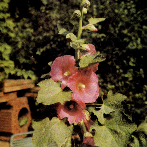 Розовый алтей (Alcea rosea) достигает высоты 250 см, причем высота растения зависит от сорта, содержания питательных веществ в почве и от места произрастания. Он требует глубокой посадки, солнца и обилия влаги. Рекомендуется для украшения палисадников, живых стен и т. п.