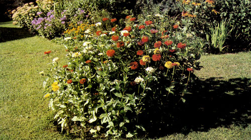  Циния изящная (Zinnia elegans) эффектнее всего выглядит в самостоятельных группах — одноцветных или смесях, как показано на нашем снимке. Время от времени некоторые цветы срезают в вазу, что не портит внешнего вида цветника. В вазы срезают распустившиеся цветы, которые сохраняются 6—10 дней