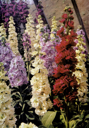 Седой левкой (Matthiola incana) выращивают либо в виде высоких сортов в цветниках, либо в виде низких, компактных сортов — в цветочных горшках и других емкостях. Чаще всего седой левкой используют при оформлении букетов в вазах 