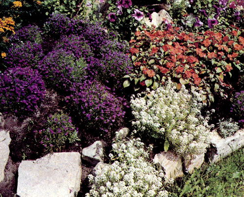 Летники в альпинарии могут прикрыть места, где уже отцвели луковичные культуры, но для этого следует выбирать такие виды, которые похожи на растения для альпинария 