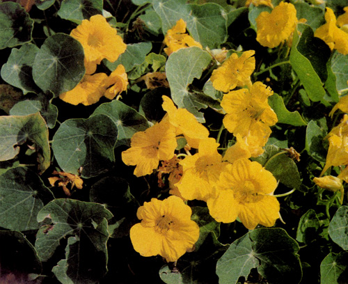 Побеги плетистой формы большой настурции (Tropaeolum majus) достигают длины 2 м. Она хорошо растет в цветниках, однако ею украшают решетки, заборы, переголы, беседки, карнизы. Срезанные цветы сохраняются в вазе 10 дней