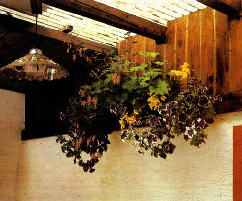 Богатые возможности использования разных видов растений для озеленения крытых террас показаны на снимке. Среди данных растений значительное место занимают летники 