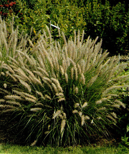 Пеннисетум (Pennisetum villosum) очень красив, когда у него созревают опушенные колосья. Его часто применяют в одиночных посадках и в качестве растений, дополняющих цветочные культуры. Пеннисетум хорошо развивается на проницаемой рыхлой почве и солнечных местах 