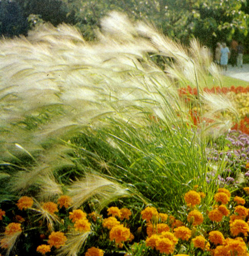 Ячмень гривастый (Hordeum jubatum) прельщает игрой красок, особенно когда он колышится на ветру в групповых посадках. Его используют также для срезки и аранжировки в свежем и сушеном виде. Ячмень гривастый лучше всего растет на плодородной почве и на солнечных местах 