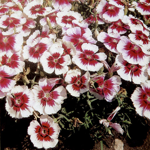 Гвоздика китайская (Dianthus chinensis) хорошо смотрится в цветниках, на клумбах, в массивах, т. е. везде, где нужна пестрая гамма красок 
