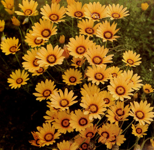 Ursinia anaethoides относится к самым ранним летникам. Цветет с конца июня около месяца. Непродолжительность цветения — единственный недостаток этого растения, пригодного для выращивания в саду, в том числе и на срезку 