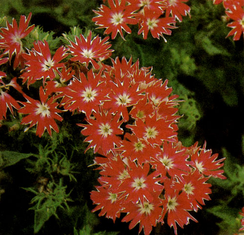 Флокс Друммонда (Phlox drummondii 'Cuspidata') достигает в высоту 25 см. Его сажают в комбинации с другими низкорослыми растениями или самостоятельно. Особенно подходит для альпинариев и стенок. Он нетребователен, легко переносит засуху и дождливую погоду 