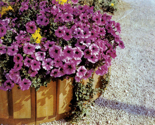 Петунья растет на тяжелых плодородных почвах, солнечных защищенных участках, цветет целое лето, поэтому в течение всего периода вегетации ее удобряют раз в неделю. На рисунке показано, как возможно использовать это однолетнее растение: деревянная емкость сплошь покрыта цветами