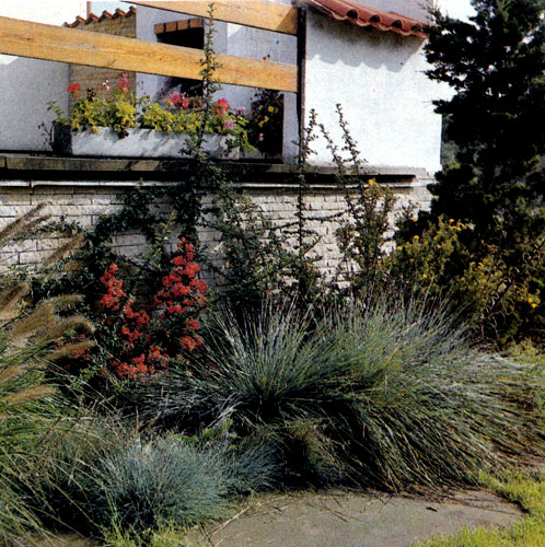 Helictotrichon sempervirens так же, как и Festuca glauca, отличается прекрасной серебристо-серой окраской. Она эффектно контрастирует с зарослями Pennisetum japonicum (влево) и сочной зеленью листьев пираканты (Pyracantha coccinea) на заднем плане 