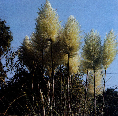  В пору своего цветения очень импозантно выглядит среди травянистых растений Cortaderia selloana. Ее чаще всего сажают как одиночное растение. Зимой она нуждается в сухом месте и плохо переносит низкие температуры 