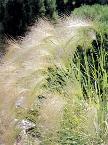 Hordeum jubatum — травянистое растение, которое разводят как однолетник. Его можно высаживать изолированно от других культур, а также в группе многолетников 