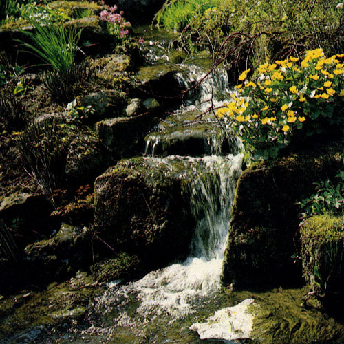 Не в каждом саду протекает настоящий ручей, так что ничего не остается, как позавидовать счастливцам, на участке которых он есть. Какие возможности открывает и маленький ручеек, мы видим на снимке. Каменистые перепады и продуманное размещение растений позволило создать уголок, подобный нетронутой природе