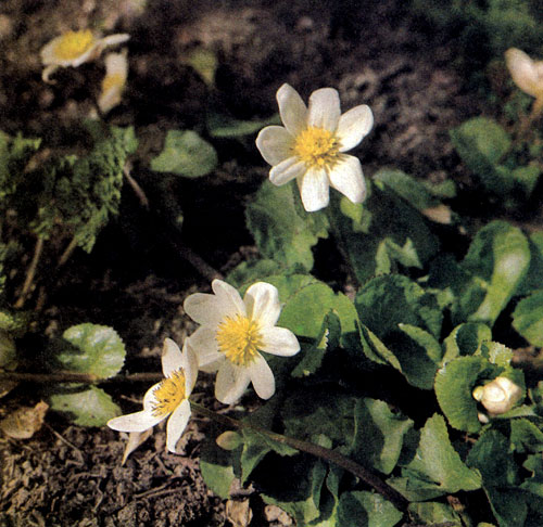 Caltha palustris 'Alba' — калужница болотная с белыми цветами родом с Гималаев. В садах она используется так же, как и С. palustris; это не столь высокое растение, оно отличается более мелкими листьями и начинает раньше цвести 