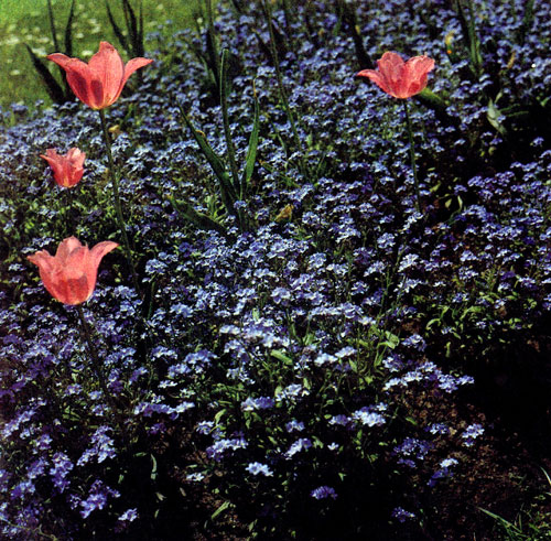 Незабудки часто растут по краям водоемов. Myosotis palustris — это ярко выраженное болотное растение, его место — у прудов и ручейков. Но есть и такие виды, которые можно с успехом использовать для посадки около бетонных водоемов, где вода не просачивается через стенки. На снимке вы видите посадки М. alpestris, оживленные розовыми тюльпанами 