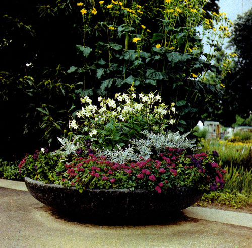 Со вкусом и очень эффектно посажены эти однолетники в большом вегетационном сосуде 