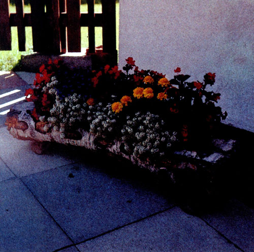 Выдолбленное березовое бревно в качестве вегетационного сосуда и растущие в нем однолетники служат украшением мощеной дорожки 