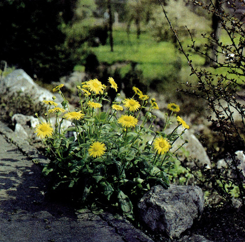  Tradescantia virginiana — нетребовательный многолетник, который хорошо растет в сухих местах и там, где влажность почвы бывает повышенной. Его обычно сажают около водоемов, так как по своему внешнему виду это растение напоминает тростник. Годится оно и для цветников в групповые посадки на солнечной стороне 