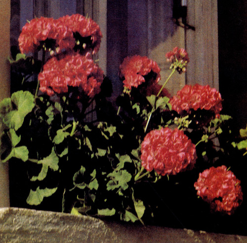  Вид Pelargonium zonale имеет много сортов с различной окраской цветов. Все они плохо переносят замокшую землю и ветреные места. Чтобы эти пеларгонии хорошо развивались, их полагается несколько раз обрезать, а на зиму перенести в светлое помещение с температурой воздуха в пределах 6—10 °С. Корневой ком в этот период не должен полностью засыхать 