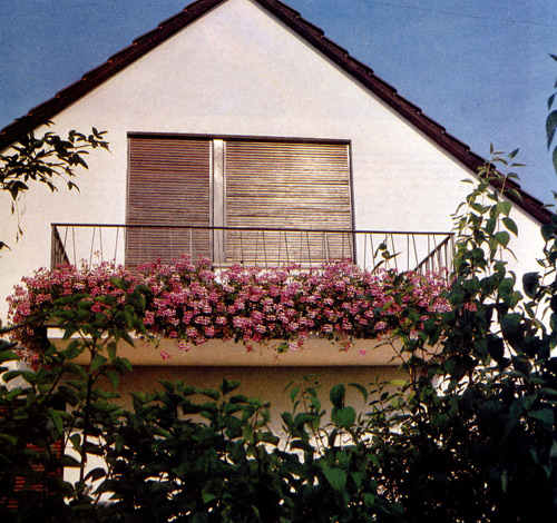 Плющелистные пеларгонии цветут с апреля и до самой осени. Их цветы, отличающиеся самыми разнообразными оттенками, сравнительно нежны а поэтому пеларгонии не следует высаживать там, где бывают сильные ветры. В ходе вегетации отцветшие соцветия следует удалять не только ради красоты общего внешнего вида посадок, но и для того, чтобы побудить растения к еще более богатому цветению 