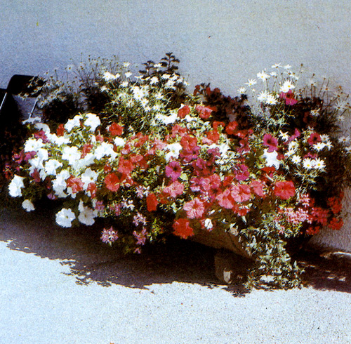 В большое корыто можно посадить пеструю смесь однолетников — и пряморастущих, и ниспадающих 