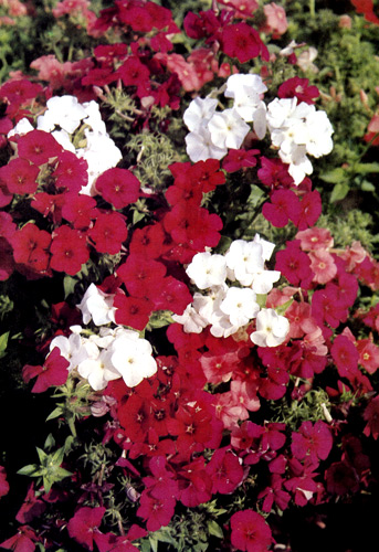 Phlox drummondii поразительно хорошо выносит сухие места. У этого вида есть и низкорослые, и более высокие сорта, и все они отличаются яркой окраской цветов 