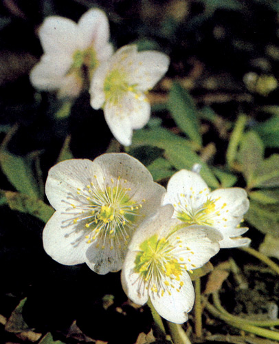 Helleborus niger — многолетник, который используется для различных целей. Его сажают и в открытом грунте, и в вегетационных сосудах как подсадку к хвойным растениям 