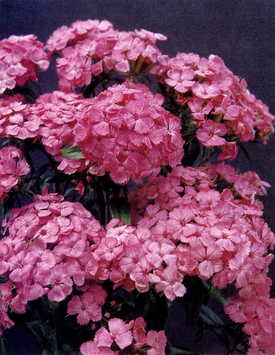Dianthus barbatus выращивают в нескольких цветовых вариантах. Для срезки его культивируют как двулетнее растение. Он любит известь. При сухих бесснежных морозах нуждается в прикрытии 