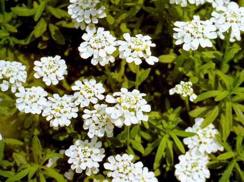  Iberis sempervirens относится к числу весьма благодарных вечнозеленых многолетников подушковидной формы. Это нетребовательное растение годится для альпинариев, мини-альпинариев, вегетационных сосудов и т. п. 