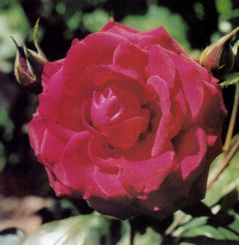 Крупноцветные гибриды чайной розы обычно сажают возле дома или места отдыха, чтобы иметь возможность с близкого расстояния любоваться красотой цветов и вдыхать их аромат