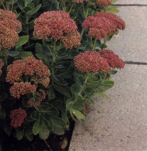 Sedum spectabile 'Brillant' - отличный сорт заячей капусты с серо-зеленой листвой и необычайным обилием кармино-розовых цветов в виде зонтиков. Растет буйно, весьма устойчив, выращивается как одиночное растение, так и в рабатках и в группах декоративных злаковых трав