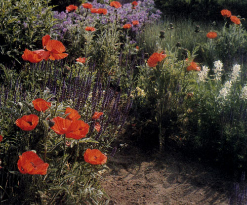 Papaver orientate придает группам многолетников исключительную яркость красок благодаря крупным цветам. В плодородной почве и на солнечном участке этот многолетник произрастает без особого ухода много лет подряд. Сажают его поодиночке или в группах в комбинации с ирисом (Iris×barbata), люпином (Lupinus), дельфиниумом (Delphinium) и шалфеем (Salvia nemorosa)