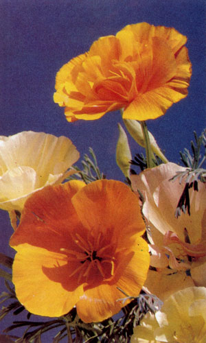 Калифорнийская эшольция (Eschscholtzia californica) нашла широкое применение  - её высаживают отдельно и в группах в альпинарии, сухих стенках, на клумбы. Её можно использовать и для срезки 