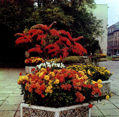 В композиции доминирует осенний мотив. В больших вегетационных сосудах из бетона растут цветы; здесь посажено и древесное растение — Rhus typhina, сумах, который в эту пору года весьма декоративен благодаря окраске своей листвы