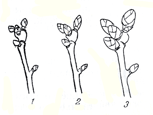 Рис. 123. 1 и 2 - фенофазы развития почек, в которые следует проводить зимнее опрыскивание; 3 - фенофаза, когда зимнее опрыскивание проводить уже поздно