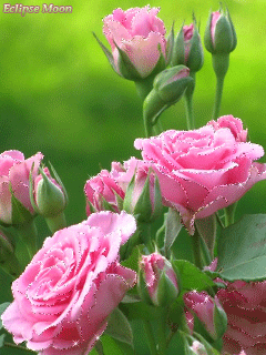 Розовые мерцающие розы~Цветы анимация